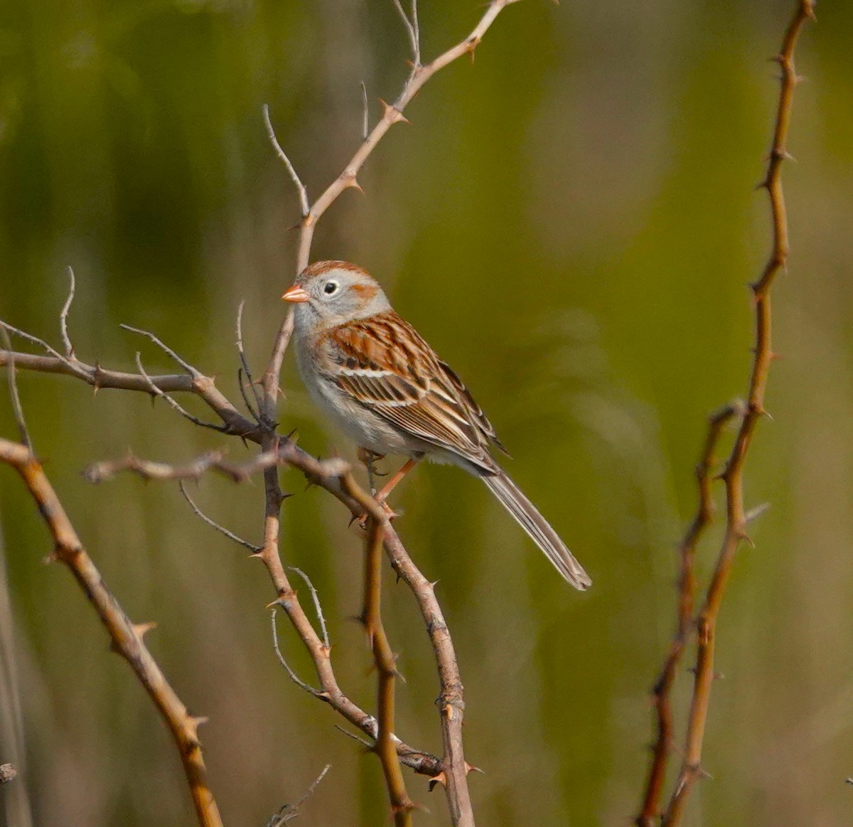 Field Sparrow - ML617952414