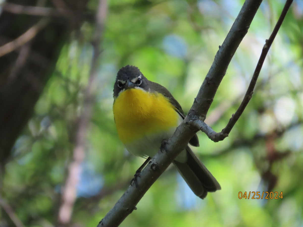 Yellow-breasted Chat - ML617952430