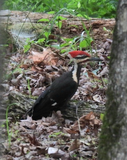 Pileated Woodpecker - ML617952565