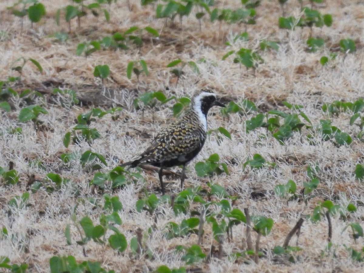 American Golden-Plover - Paolo Matteucci