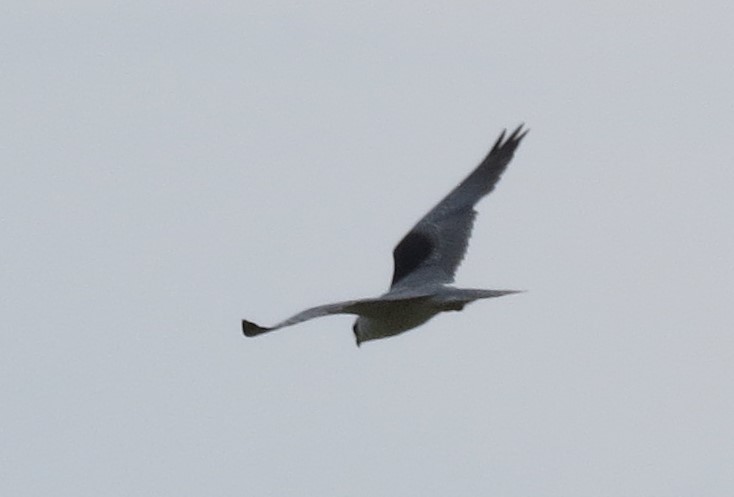 White-tailed Kite - Mark Monroe