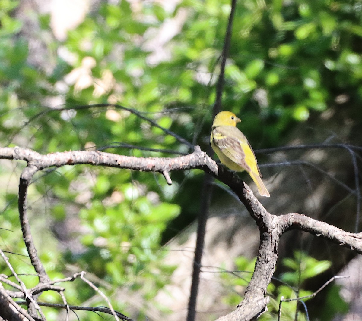 Western Tanager - Rebecca Lawton