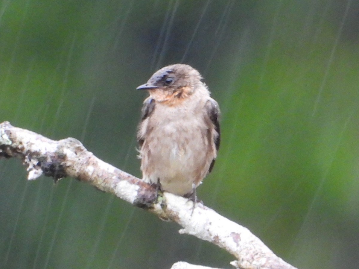 Southern Rough-winged Swallow - ML617952584