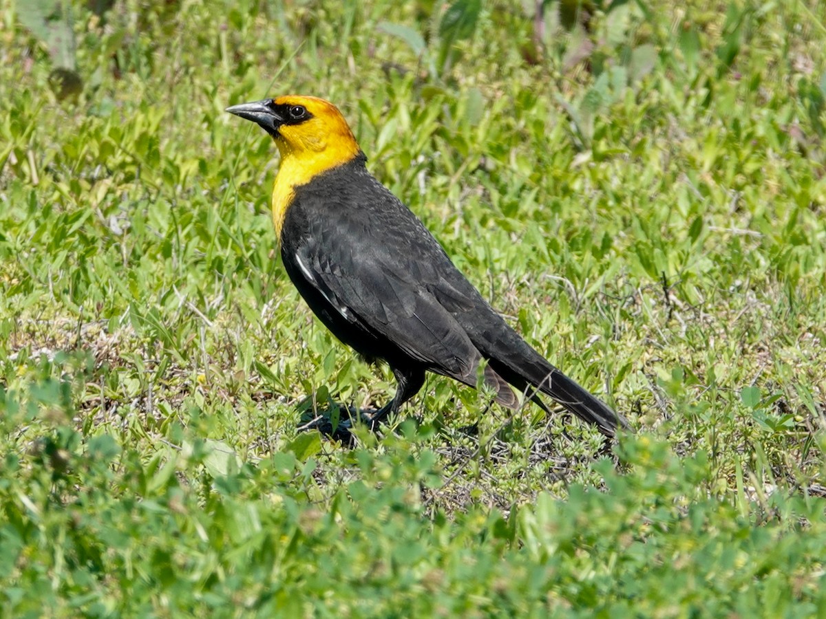Yellow-headed Blackbird - Ken Finger