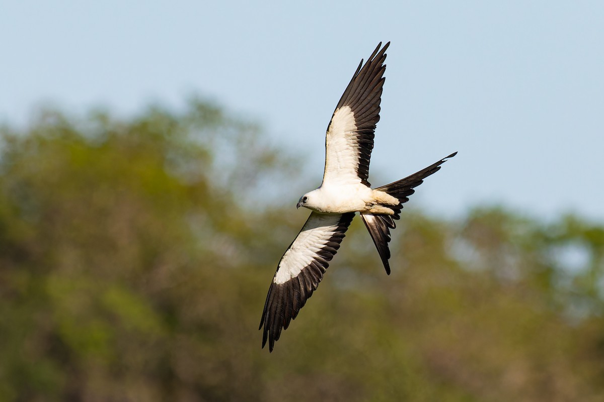 Swallow-tailed Kite - ML617952589