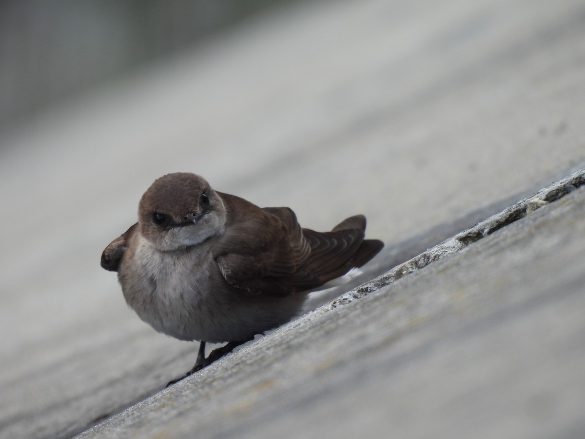 Northern Rough-winged Swallow - Leah Kmiecik