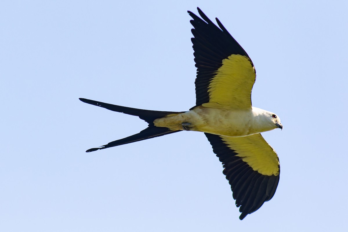 Swallow-tailed Kite - ML617952591