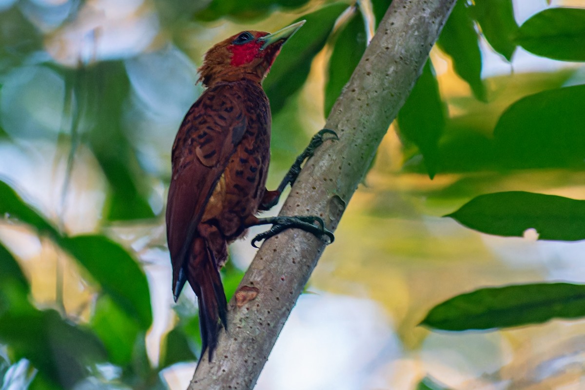 Chestnut-colored Woodpecker - ML617952595