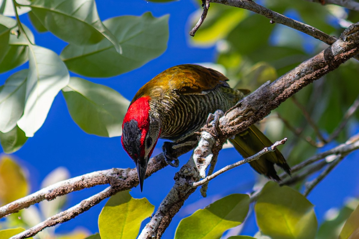 Golden-olive Woodpecker - ML617952599