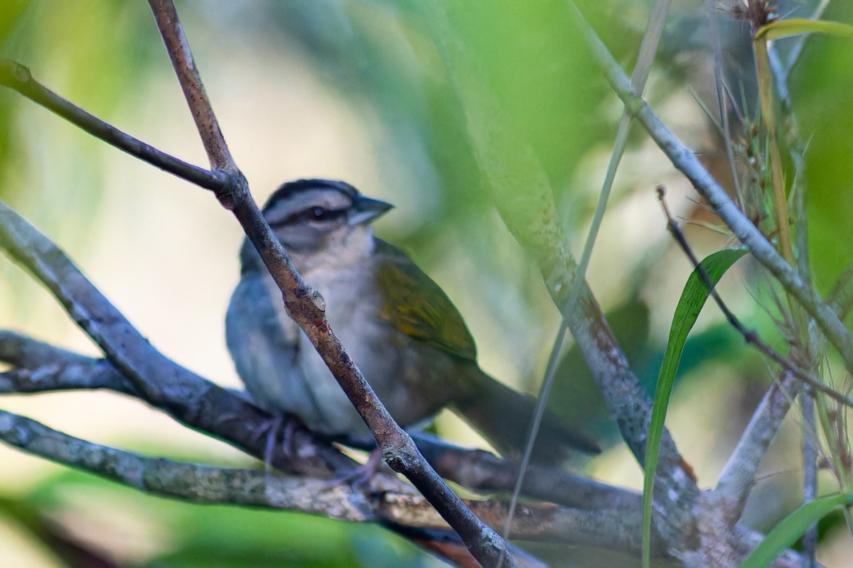 Green-backed Sparrow - Steve Juhasz