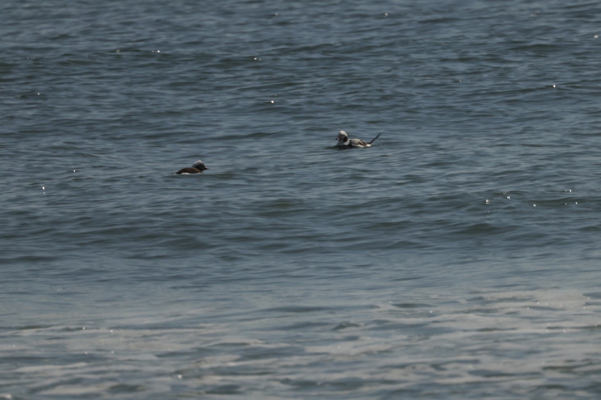 Long-tailed Duck - ML617952654