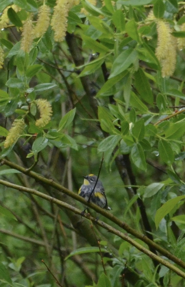 Yellow-rumped Warbler - ML617952680