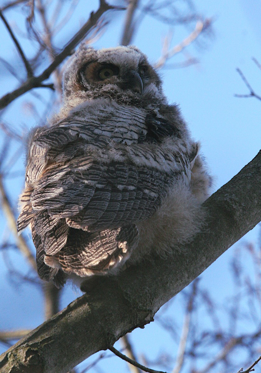 Great Horned Owl - ML617952730