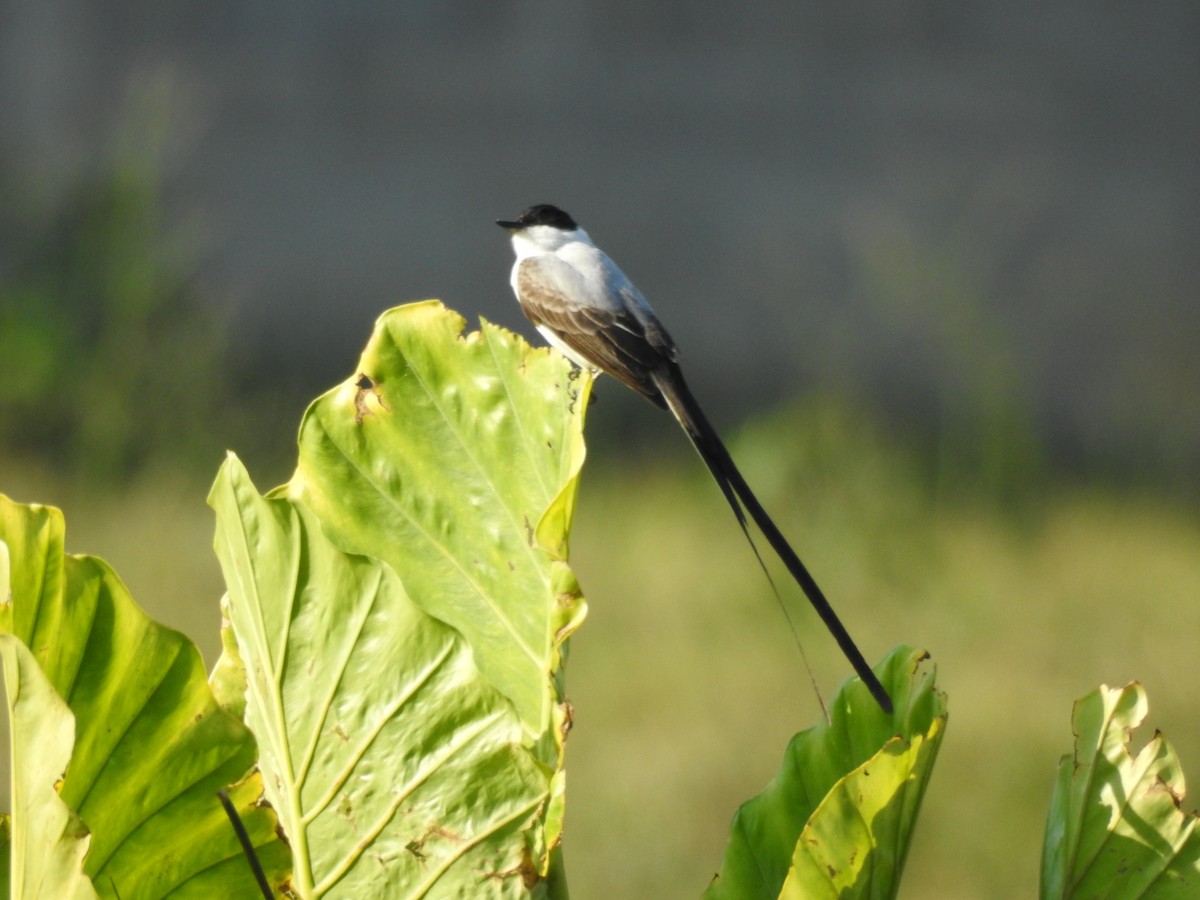 Fork-tailed Flycatcher - Otto Alvarado