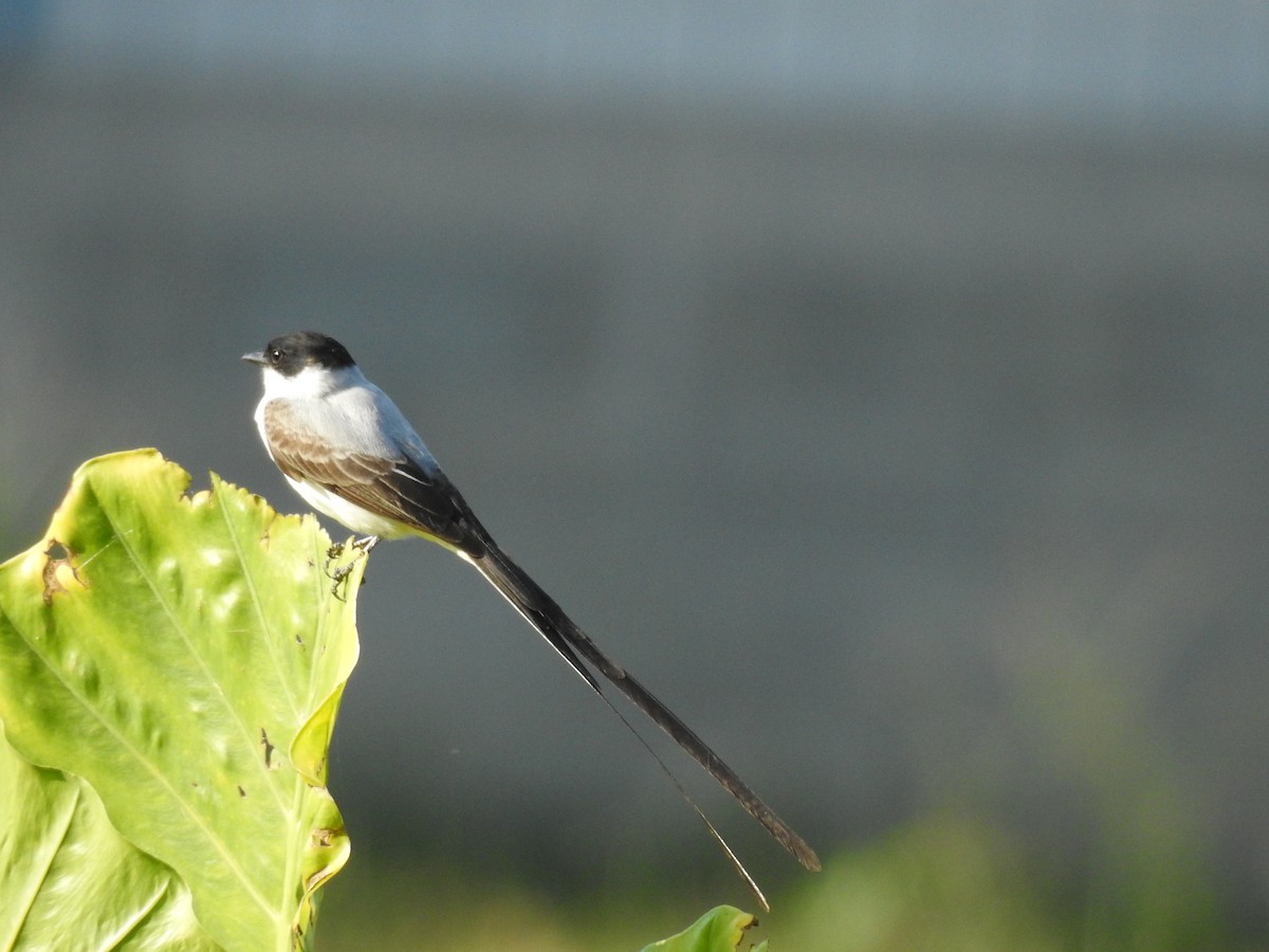 Fork-tailed Flycatcher - ML617952735