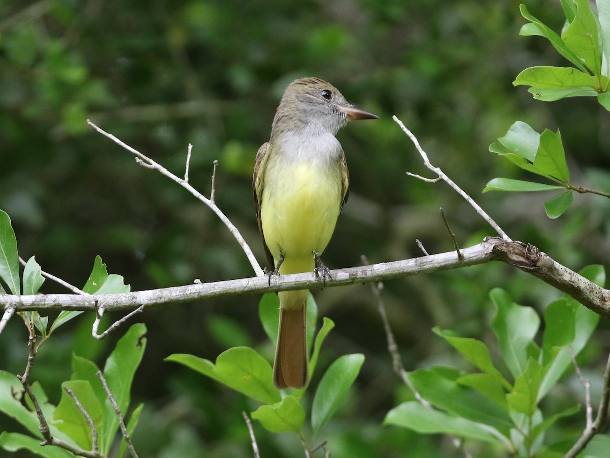 Great Crested Flycatcher - ML617952752
