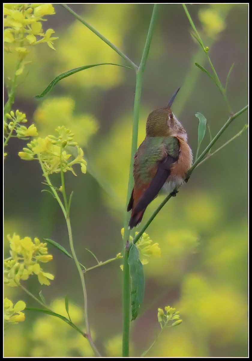 Allen's Hummingbird - ML617952756