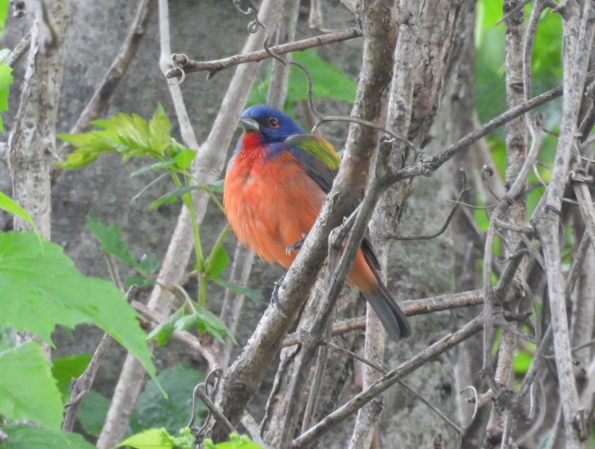 Painted Bunting - Paolo Matteucci