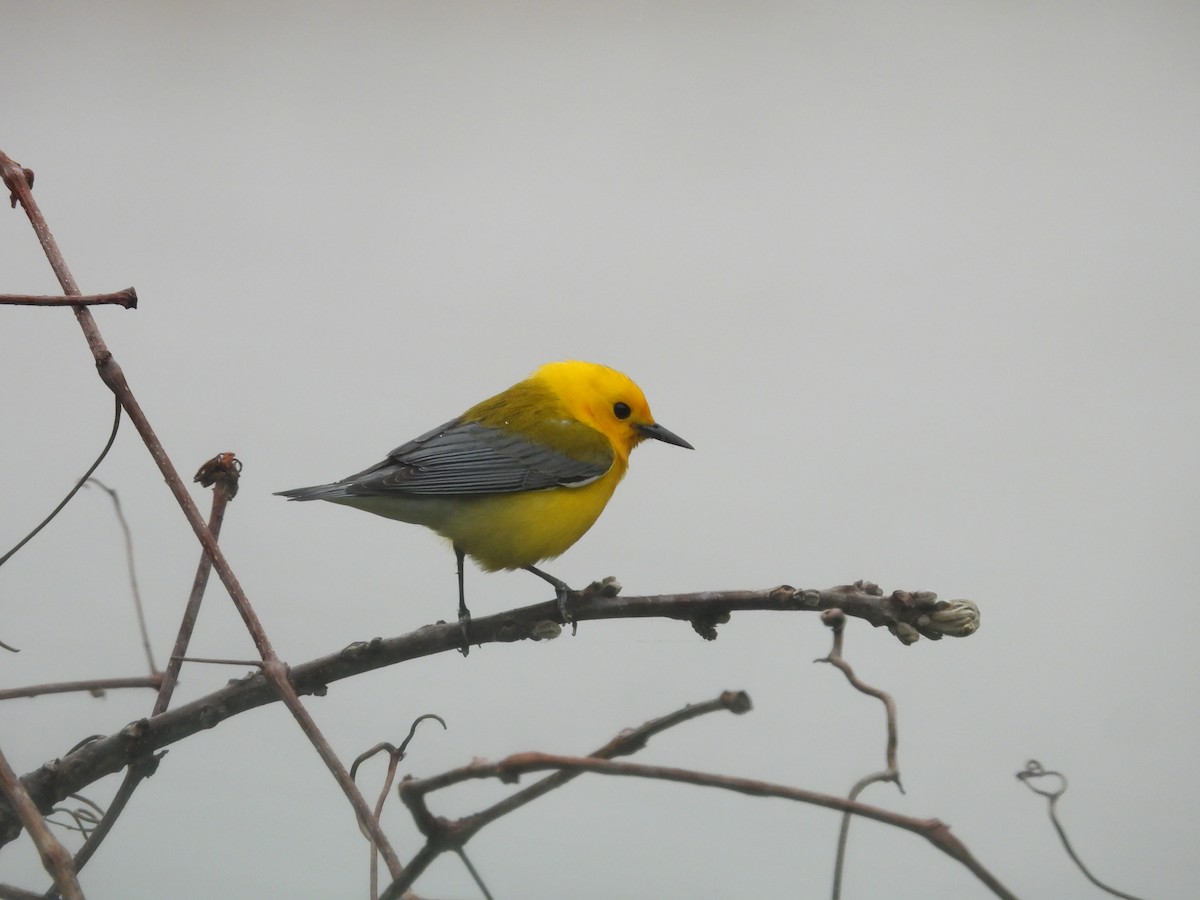 Prothonotary Warbler - ML617952774