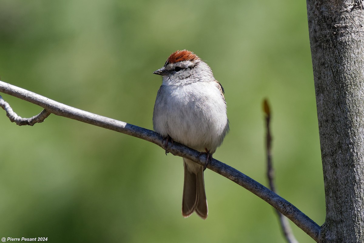 Chipping Sparrow - ML617952775