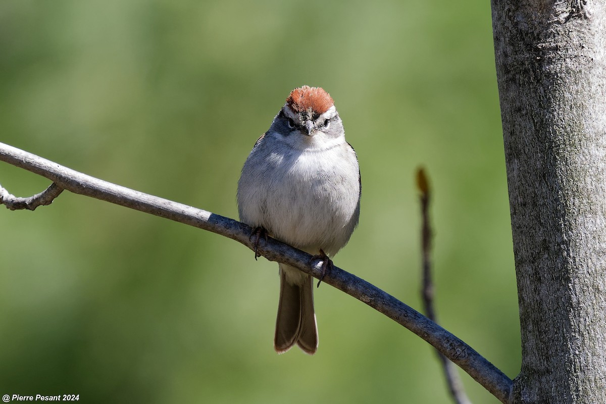 Chipping Sparrow - ML617952776