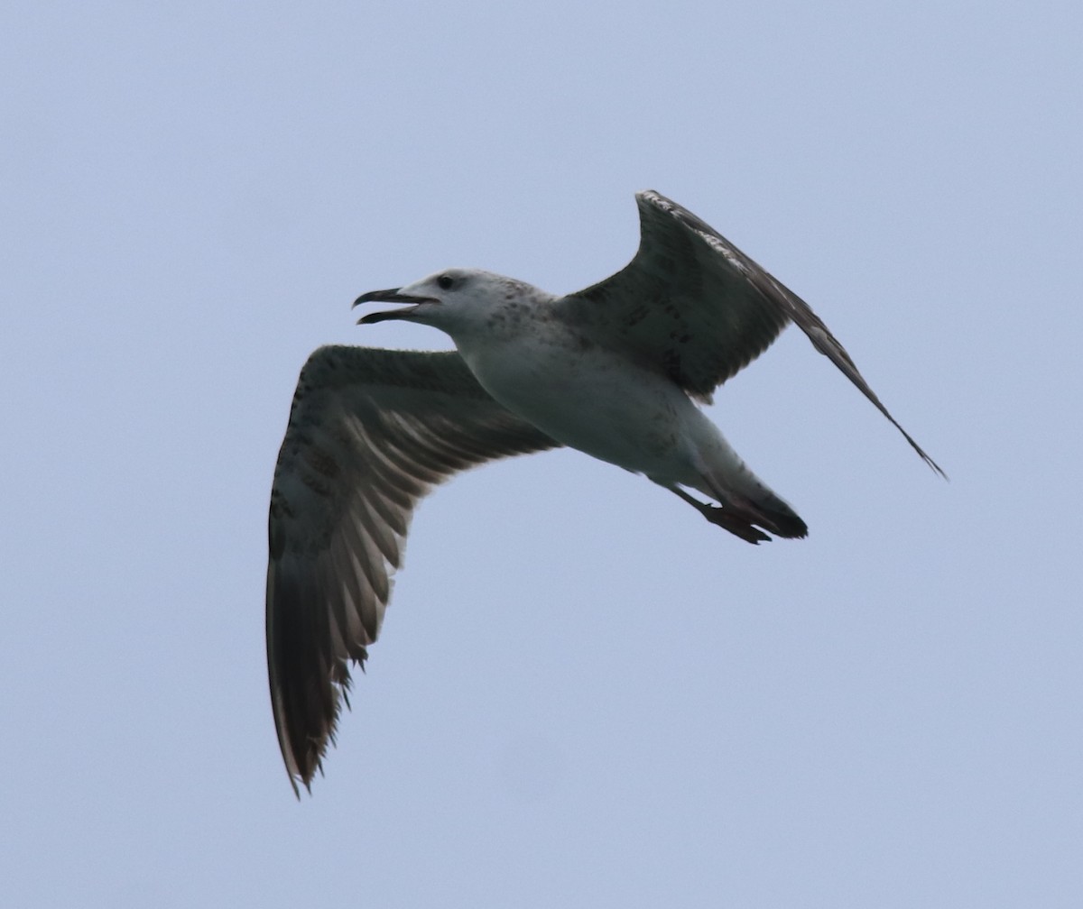Lesser Black-backed Gull - Afsar Nayakkan