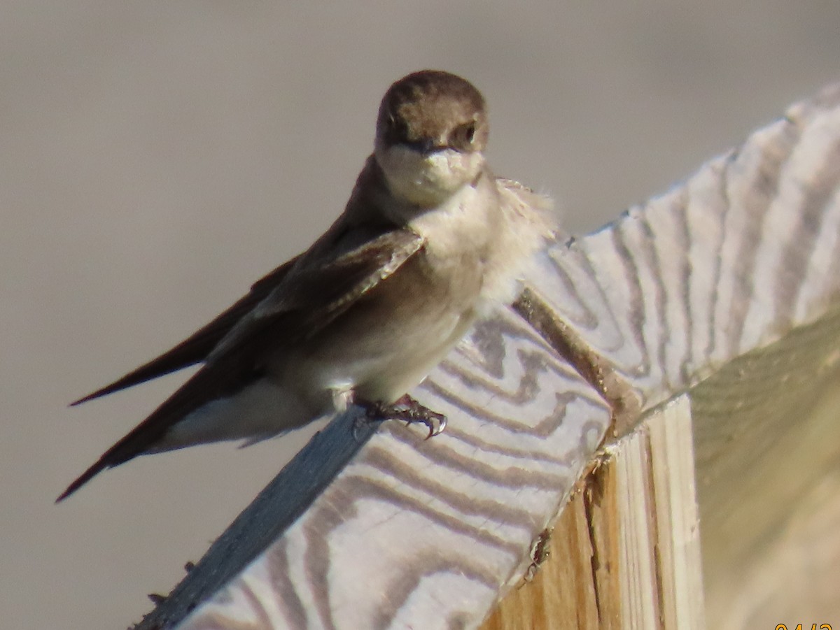 Northern Rough-winged Swallow - ML617952829