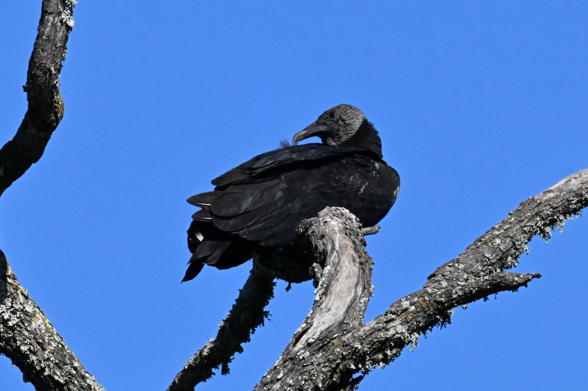 Black Vulture - ML617952846