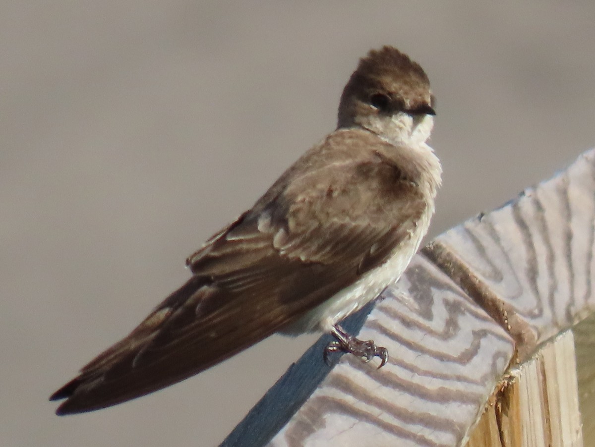 Northern Rough-winged Swallow - ML617952878