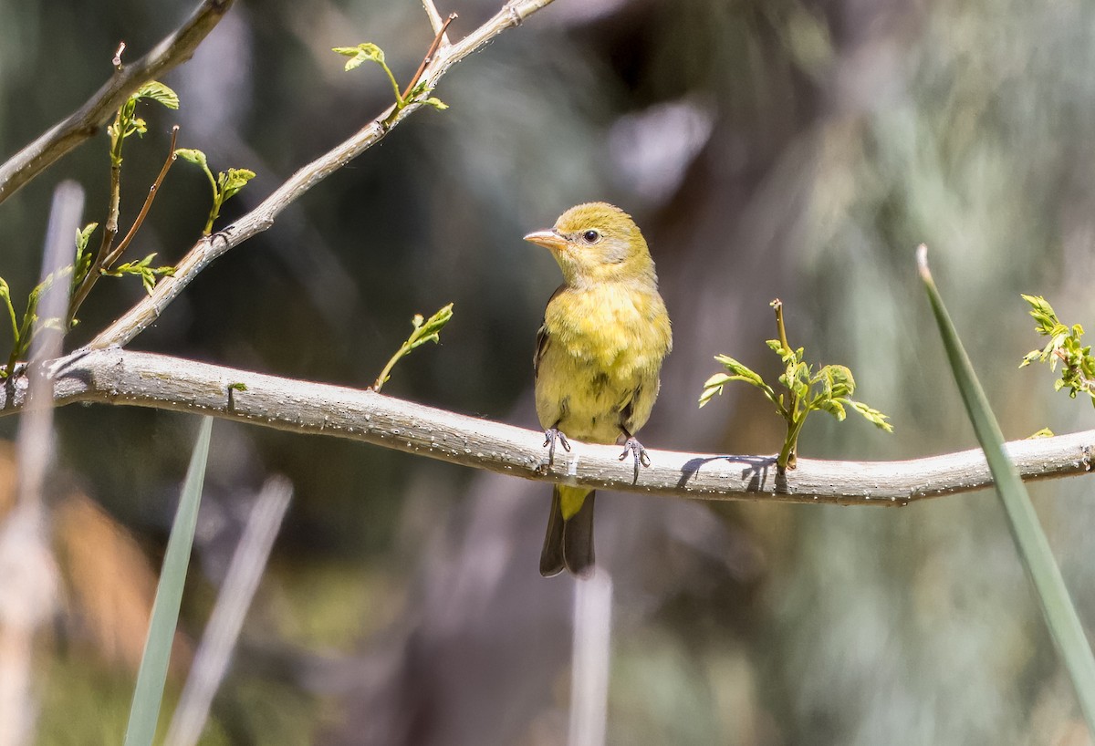 Western Tanager - ML617952887