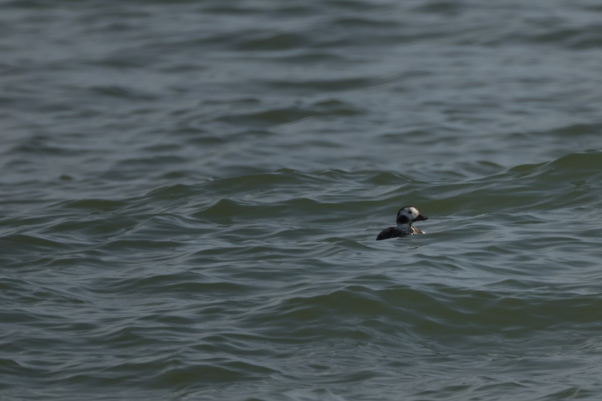 Long-tailed Duck - ML617952888