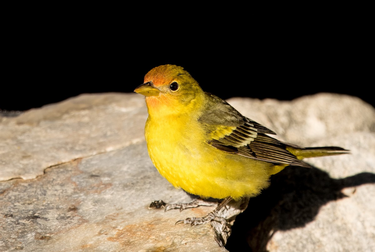 Western Tanager - ML617952891