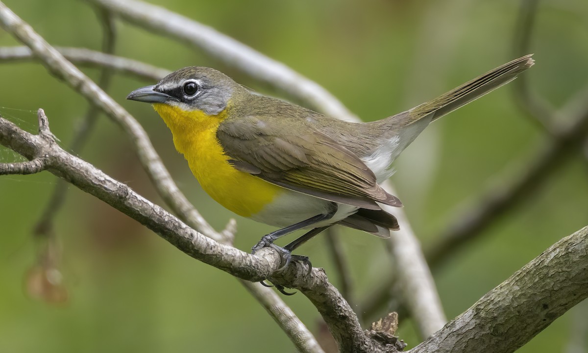 Yellow-breasted Chat - ML617952892
