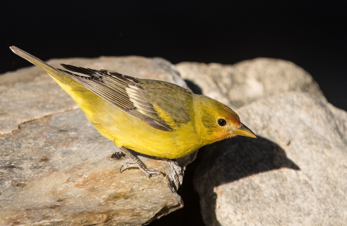 Western Tanager - ML617952893