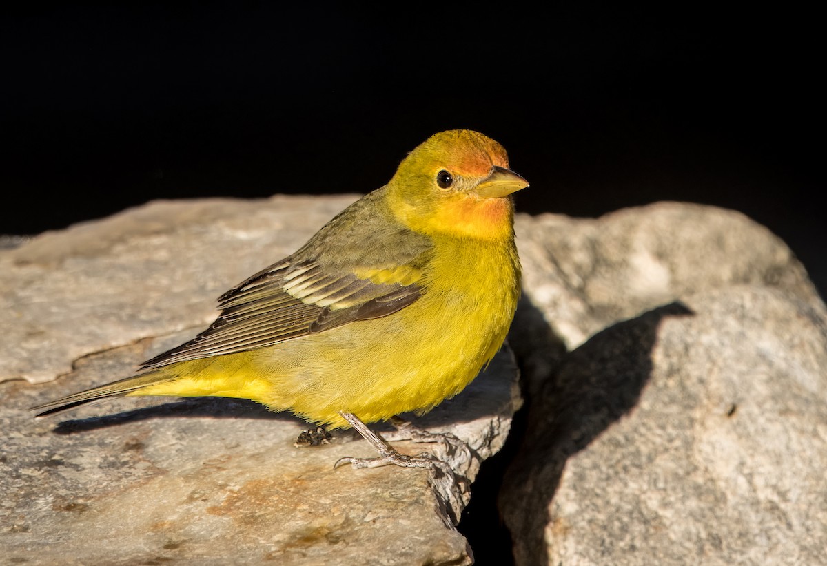 Western Tanager - ML617952895