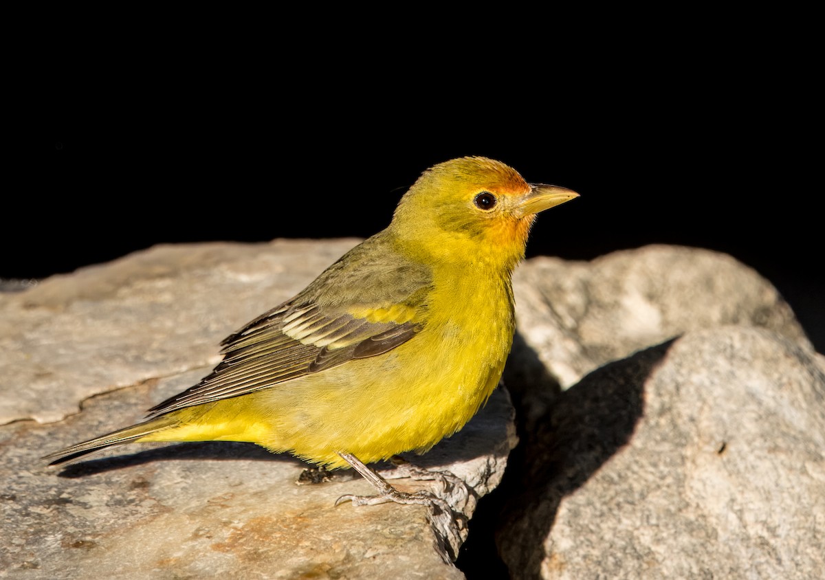 Western Tanager - ML617952897