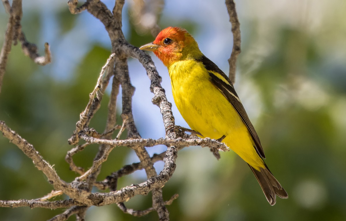Western Tanager - ML617952904