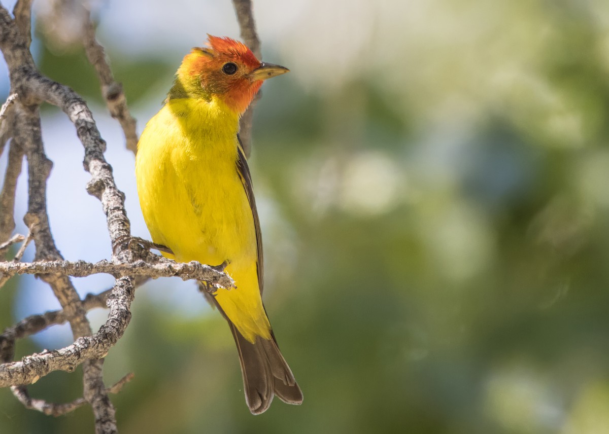 Western Tanager - ML617952908