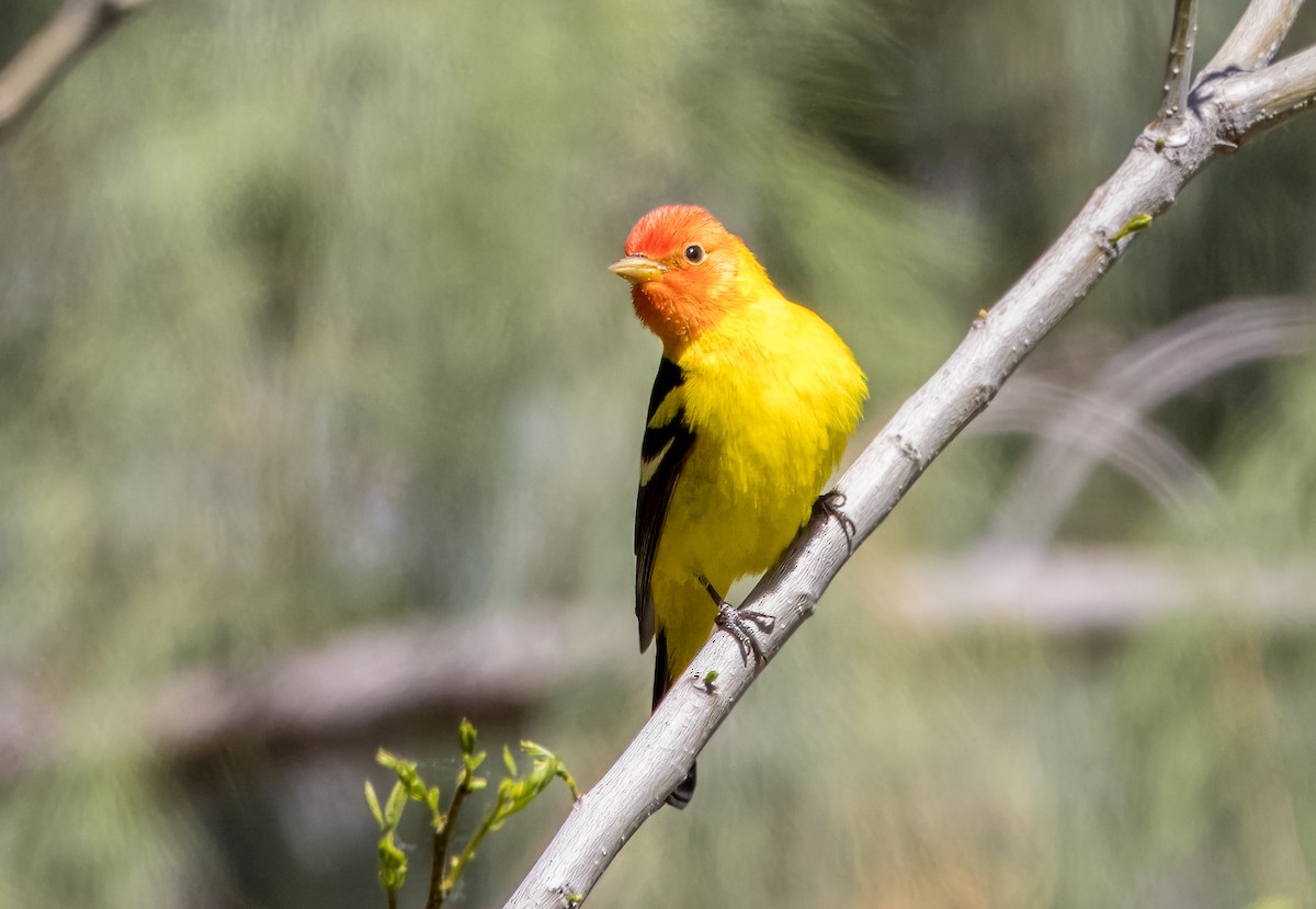 Western Tanager - ML617952909