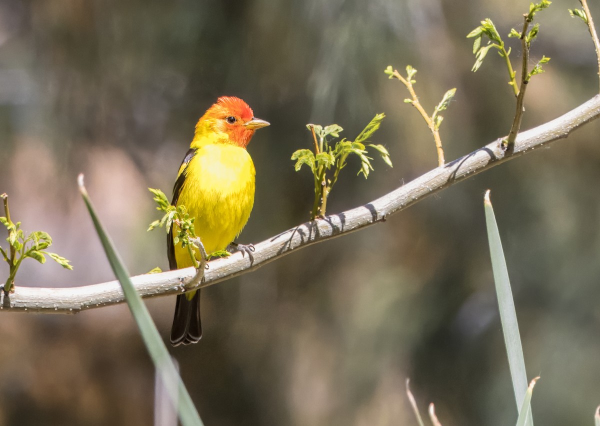 Western Tanager - ML617952913