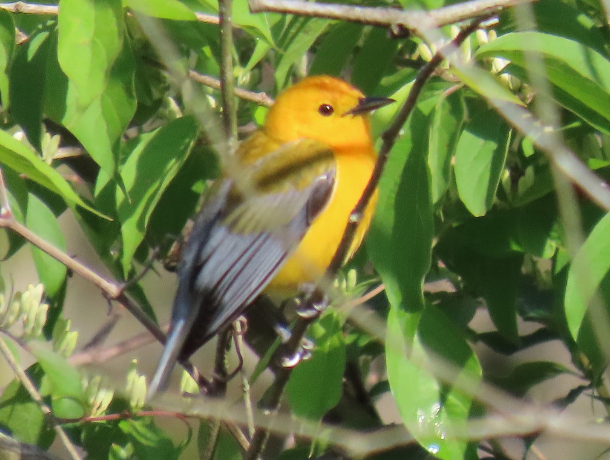 Prothonotary Warbler - ML617952930