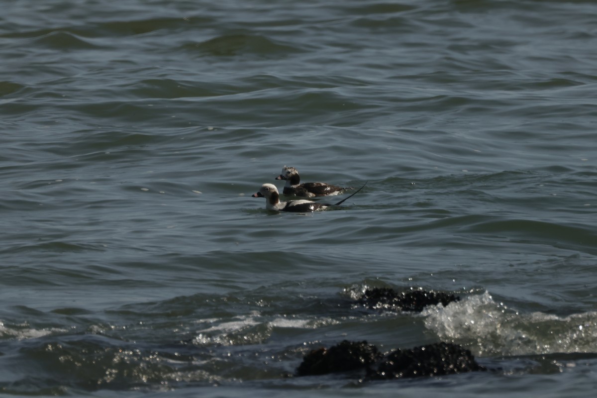 Long-tailed Duck - ML617952931