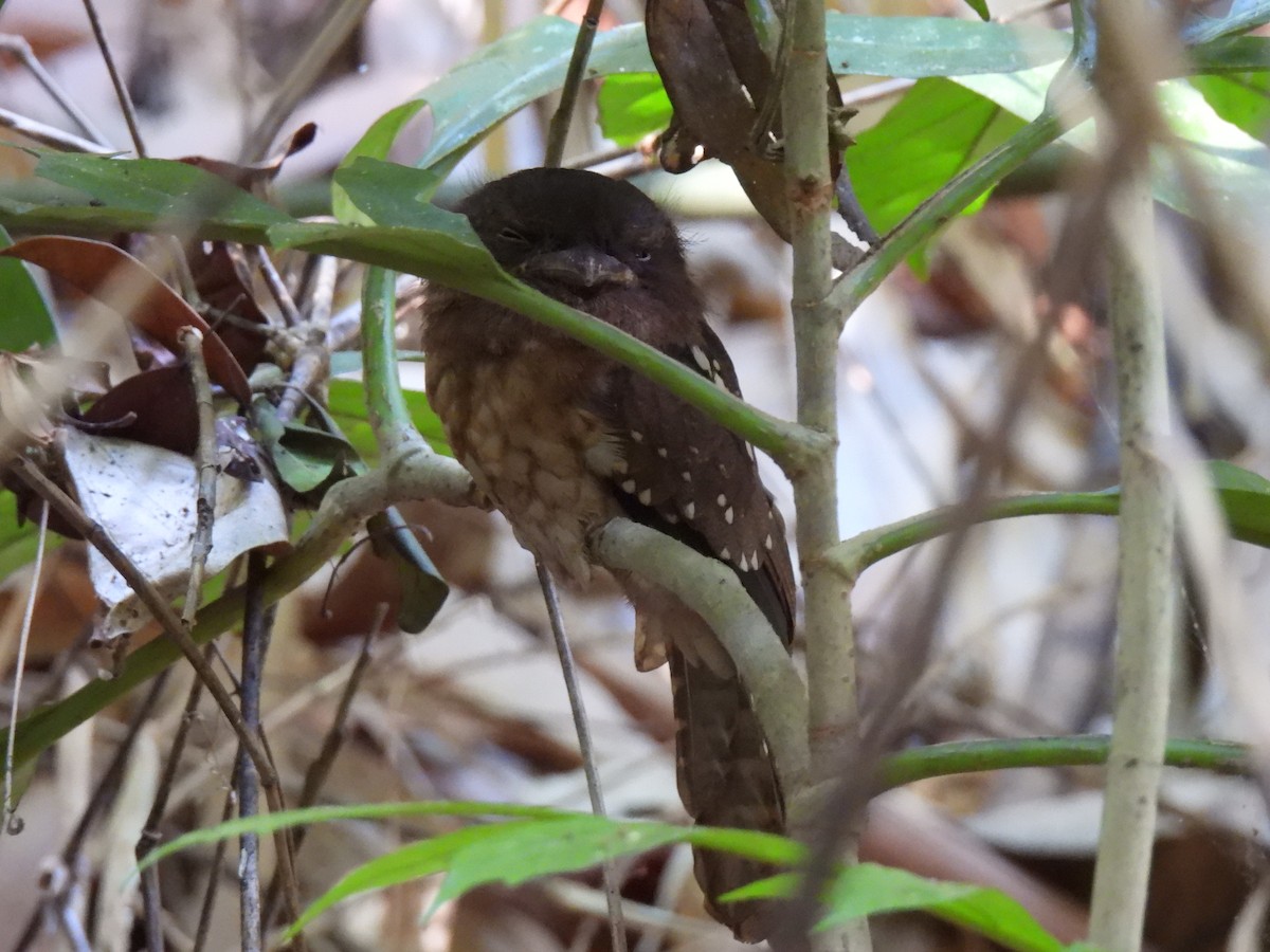 Gould's Frogmouth - ML617952937