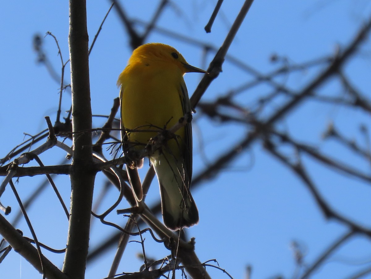 Prothonotary Warbler - ML617952942