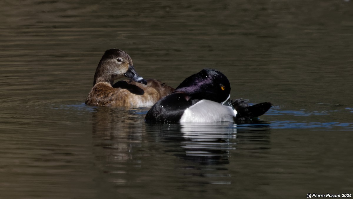 Ring-necked Duck - ML617952948