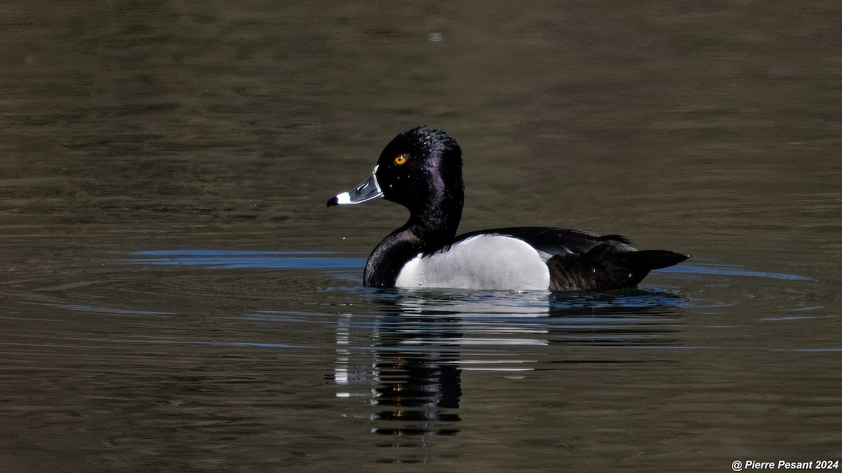 Ring-necked Duck - ML617952951