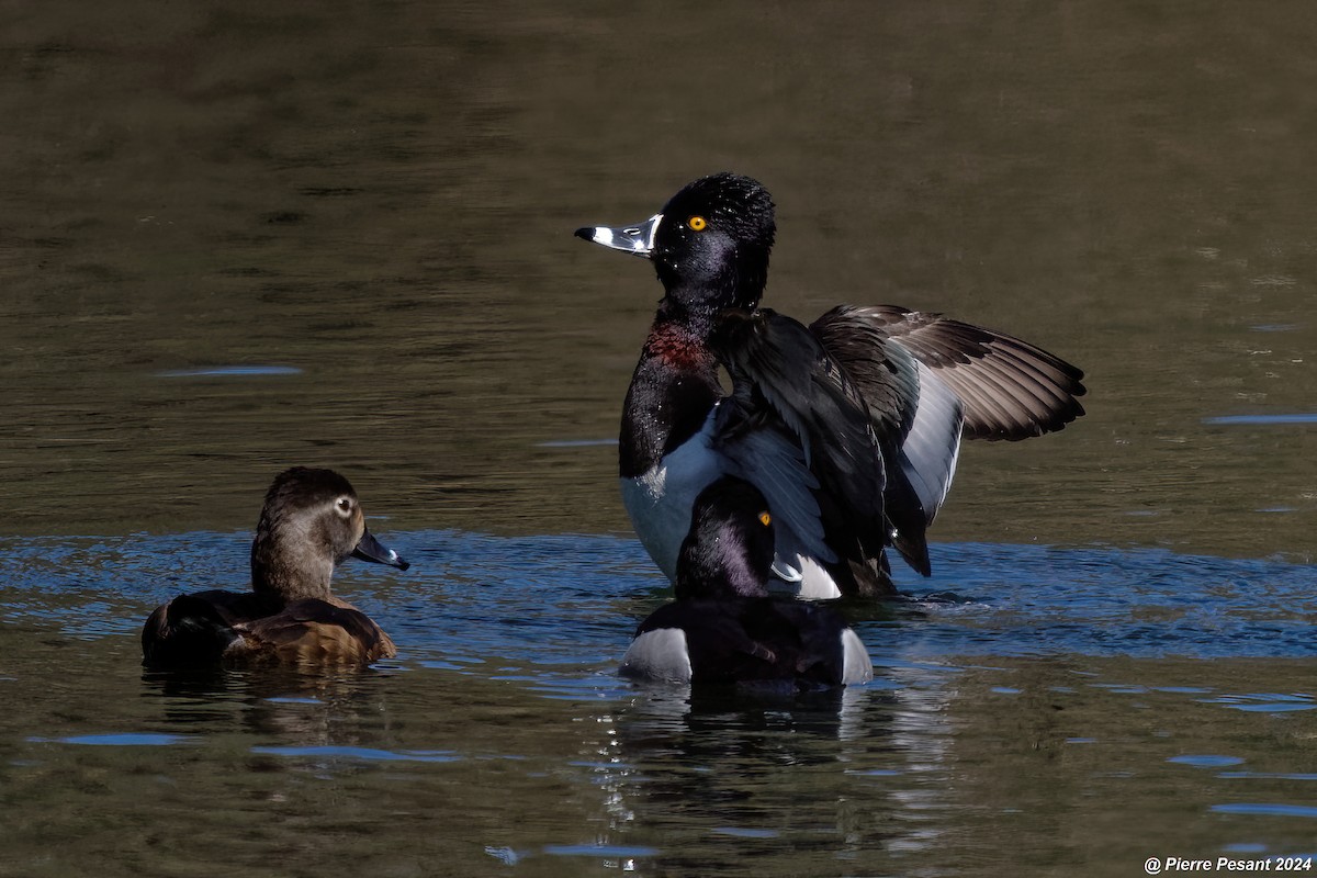 Ring-necked Duck - ML617952954