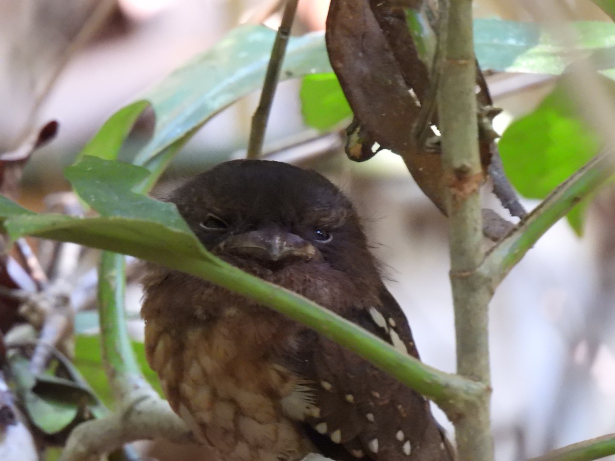 Gould's Frogmouth - ML617952959
