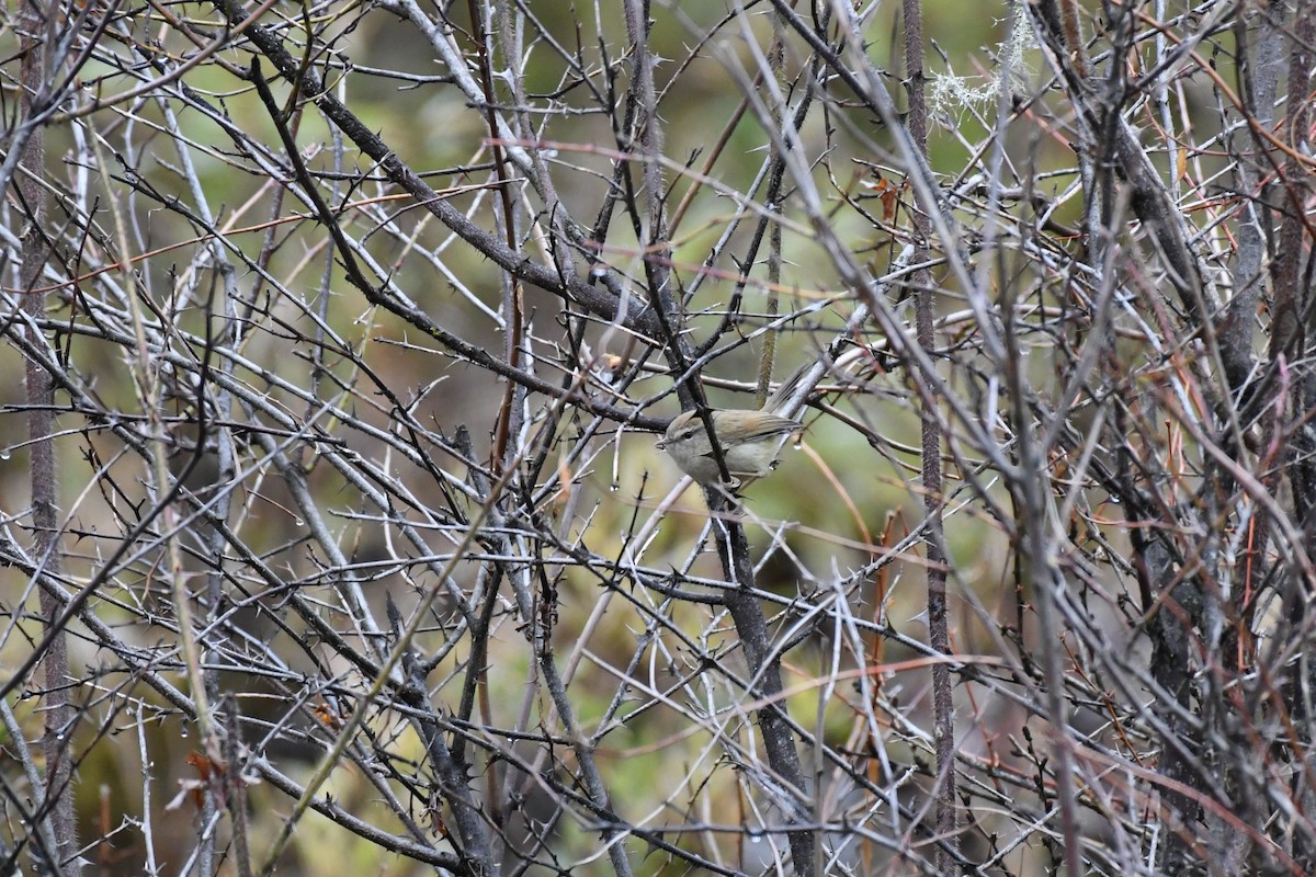 Hume's Bush Warbler - ML617952991