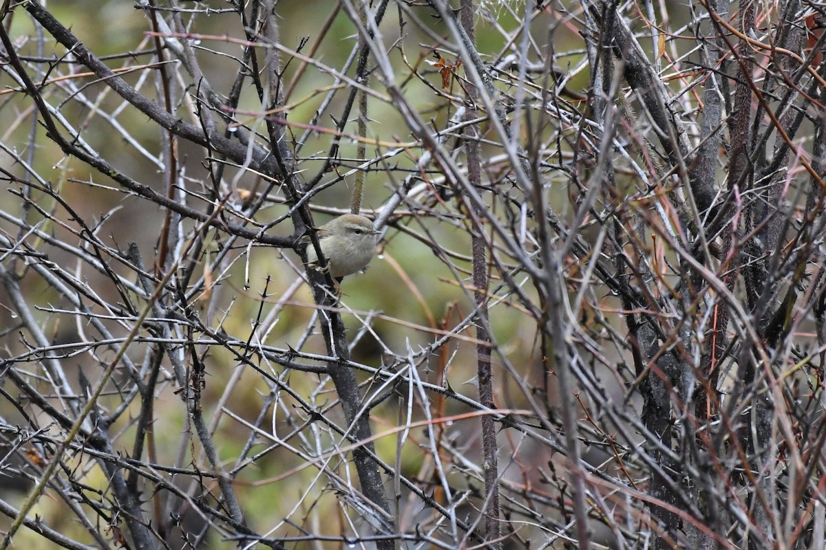 Hume's Bush Warbler - ML617952993